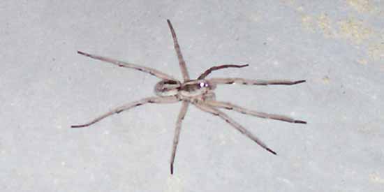 Spider at Babble On Industries.