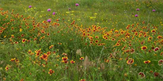 Wildflowers on 41.