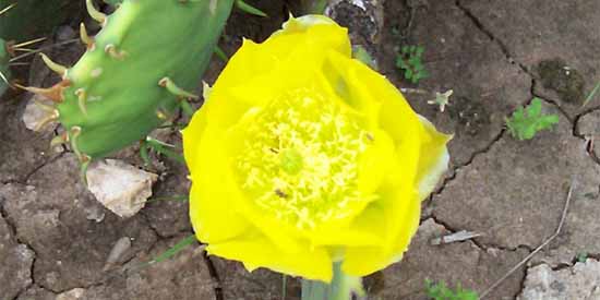 Yellow Roses.