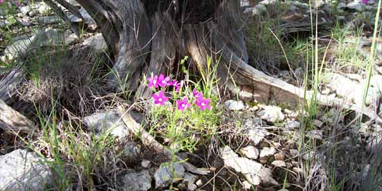 Flowers on the Bottoms.