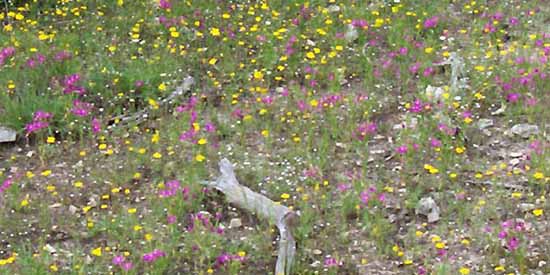 Wildflowers.