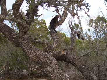 Dancing Lizard Ranch.