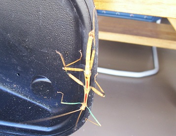 Dancing Lizard Ranch.