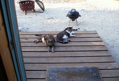 Dancing Lizard Ranch.