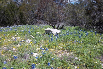 Dancing Lizard Ranch.