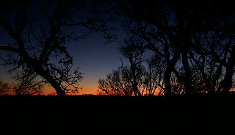 Dancing Lizard Ranch.