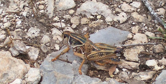 Dancing Lizard Ranch.