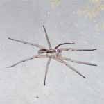 Spider at Babble On Industries.
