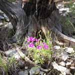 Flowers at the Bottom of Property.