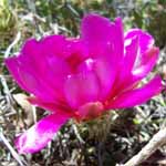Pink Flower.