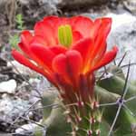 Orange Flower.