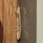 Dancing Lizard Ranch.