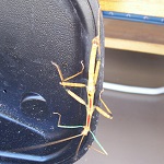 Dancing Lizard Ranch.