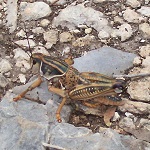 Dancing Lizard Ranch.