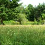 The long green grass on the slope down to the Pond.