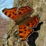 Butterfly.