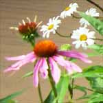 Flowers on the Back Deck.
