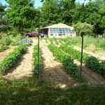 Rows of Beans in the Spring.