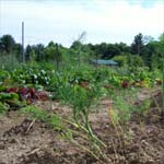 Dill and Salad Greens in the Spring.