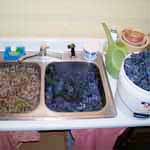 Sink Full of Grapes.