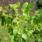 Grapes on the Vine.