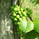 Grapes on the Vine.