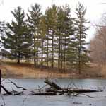 The pond is a great habitat.