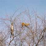 Pee Wee chases a squirel up a tree.