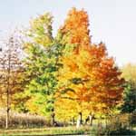Blue Road is colorful in the Fall.