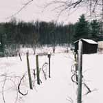 Garden in the Winter.