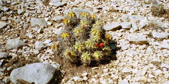 Cactus grow in the Spring