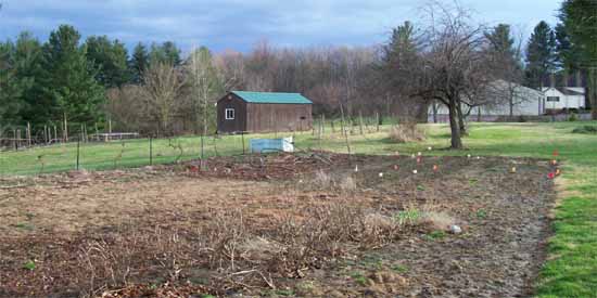 Garden in the Spring