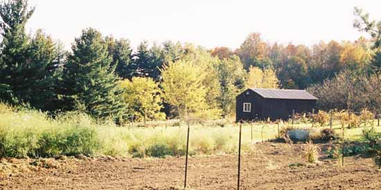 Garden in the Fall