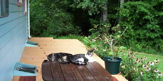 PeeWee and Butchie napping on the back deck.