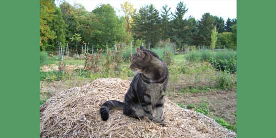 Butchie the King of the Mountain.