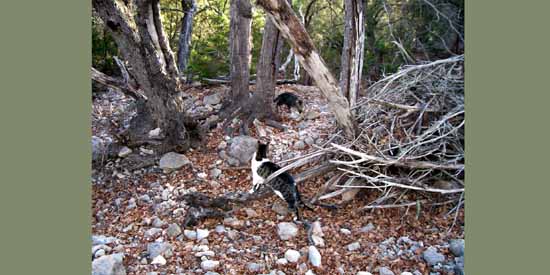 Butchie and Pee Wee Explore.