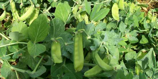 Peas in the Garden