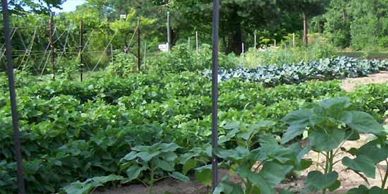 Sunflowers in the Garden