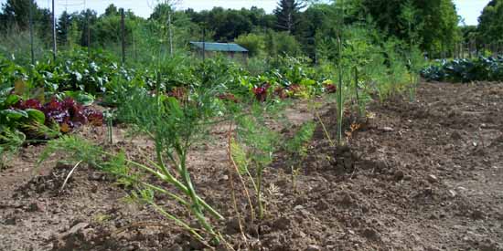 Garden Dirt