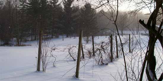 Grape Vines in the Snow