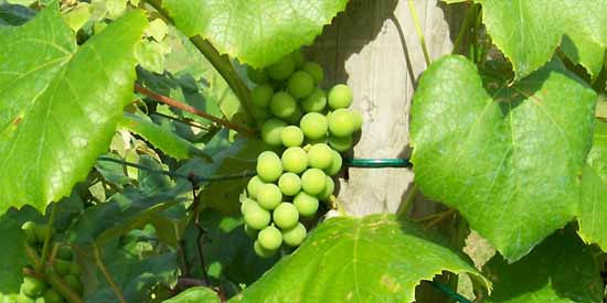 Grapes on the Vine