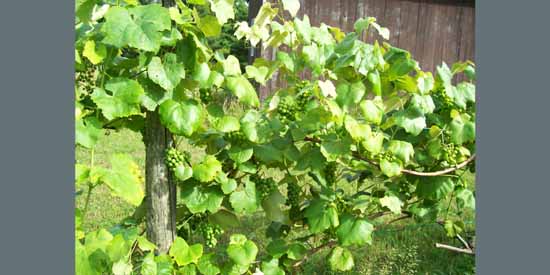 Grapes on the Vine
