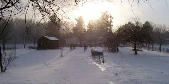 Garden in the Snow
