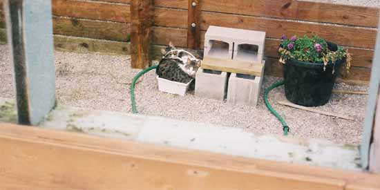 Queenie and Pee Wee take a nap in the green house.