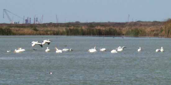 Port Aransas.