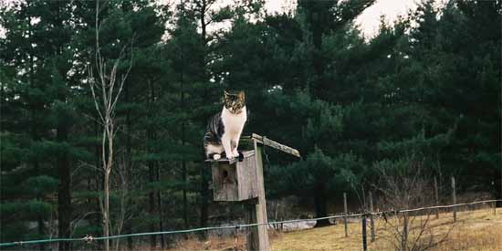 Pee Wee enjoys the view from the top of his bird house.