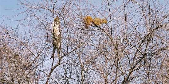 Pee Wee follows a squirrel up a tree