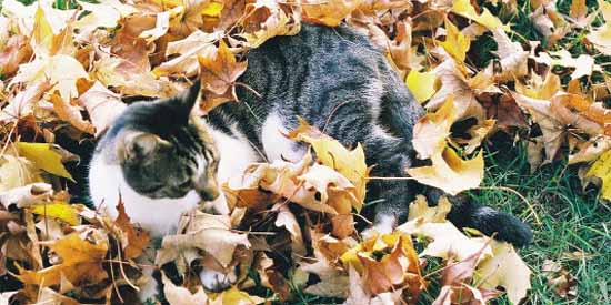 Pee Wee has always loved to play in the leaves.