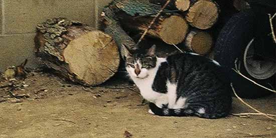 Queenie is guarding the wood pile.