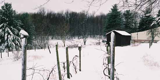 Garden in the Winter